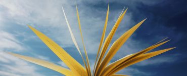 language-literature-courses-marathi